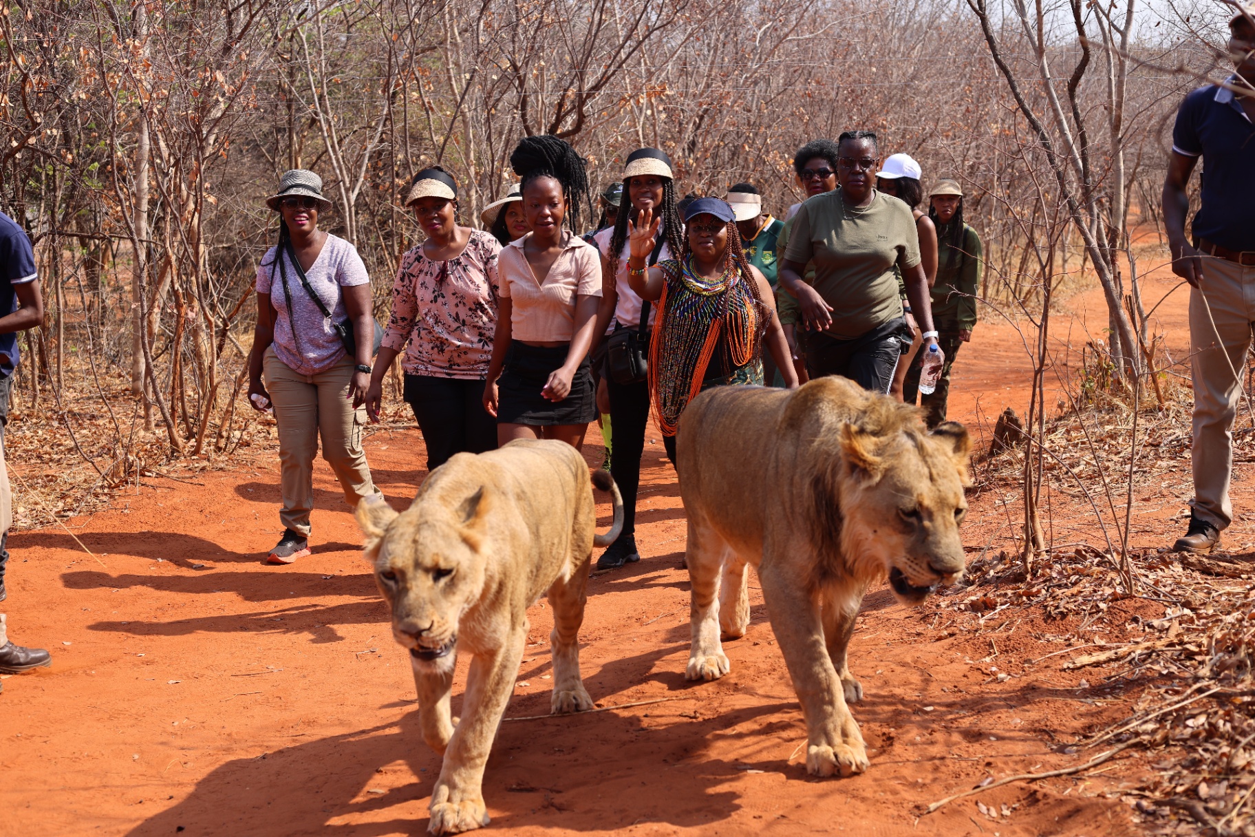 Lion walk experience
